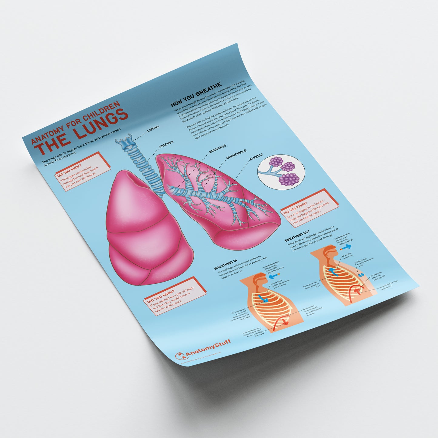Anatomy for Children: The Lungs Chart / Poster