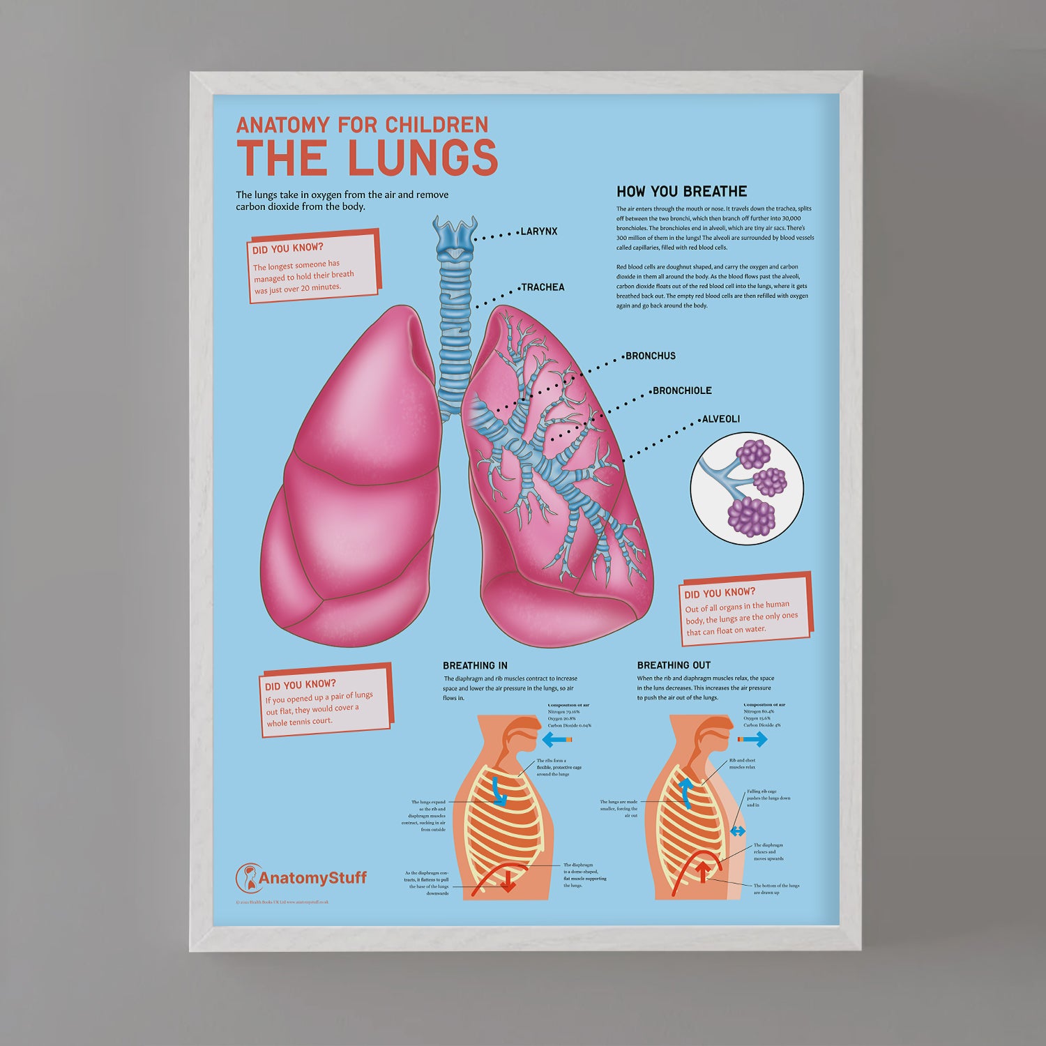 Anatomy for Children: The Lungs Chart / Poster