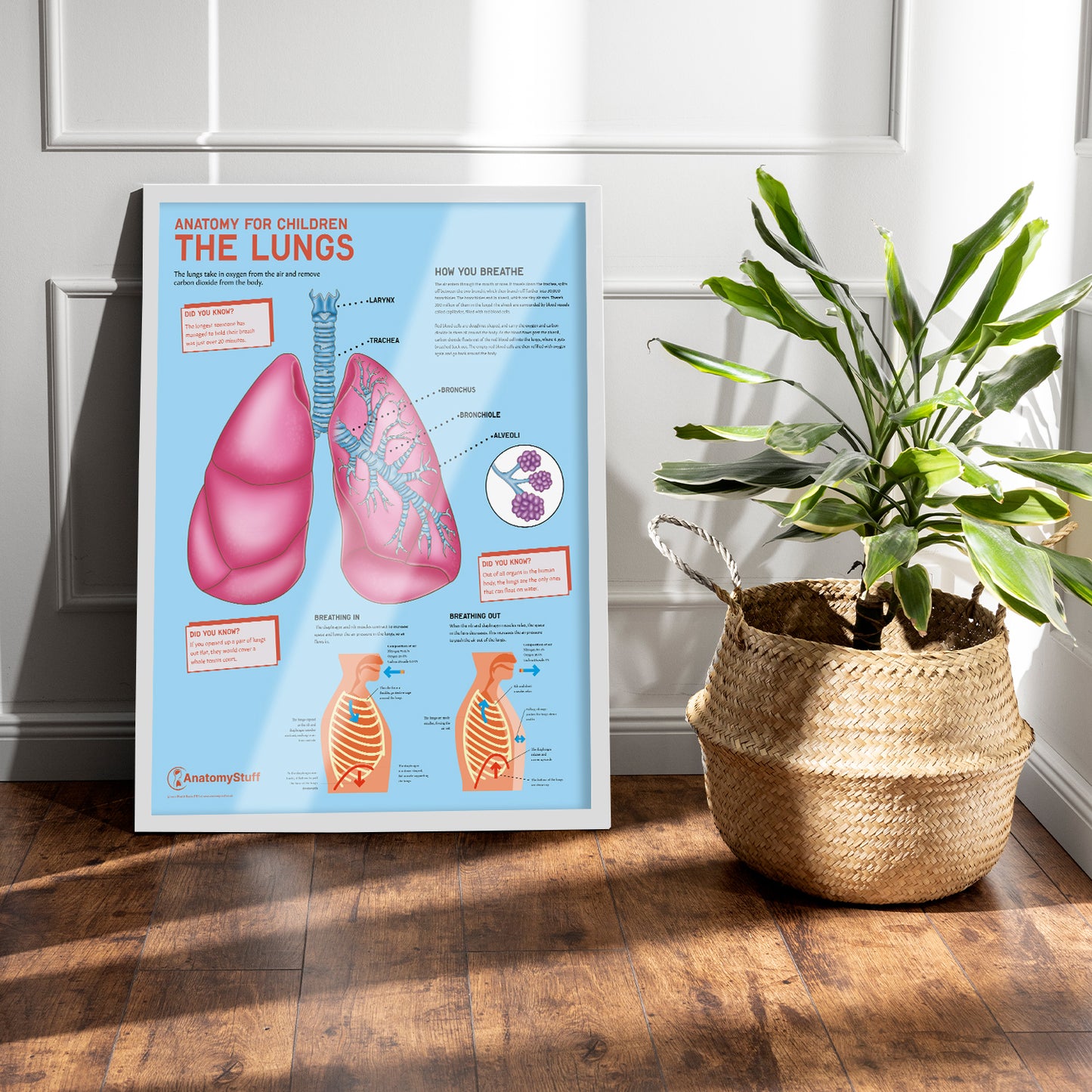Anatomy for Children: The Lungs Chart / Poster