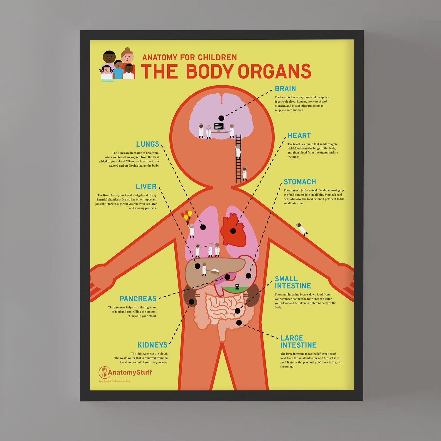 Anatomy for Children: The Body Organs Chart / Poster