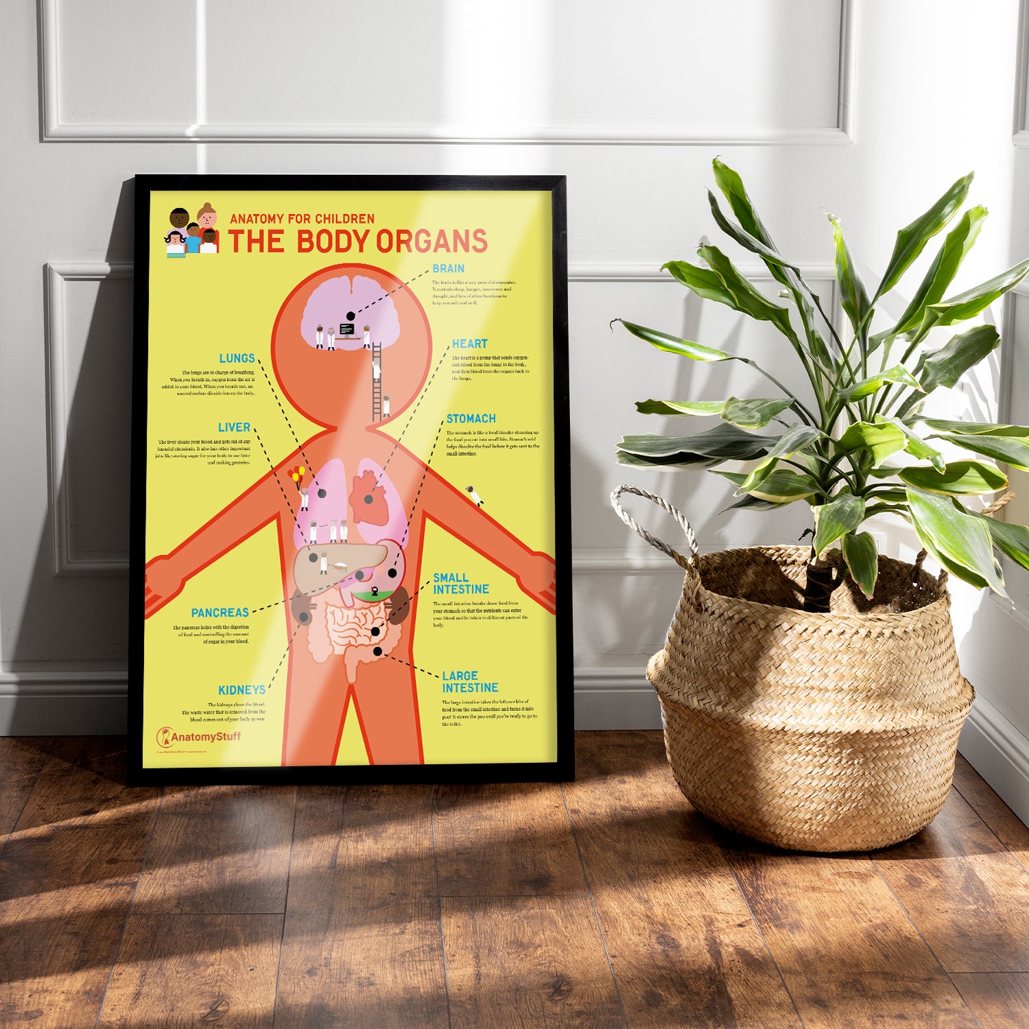 Anatomy for Children: The Body Organs Chart / Poster