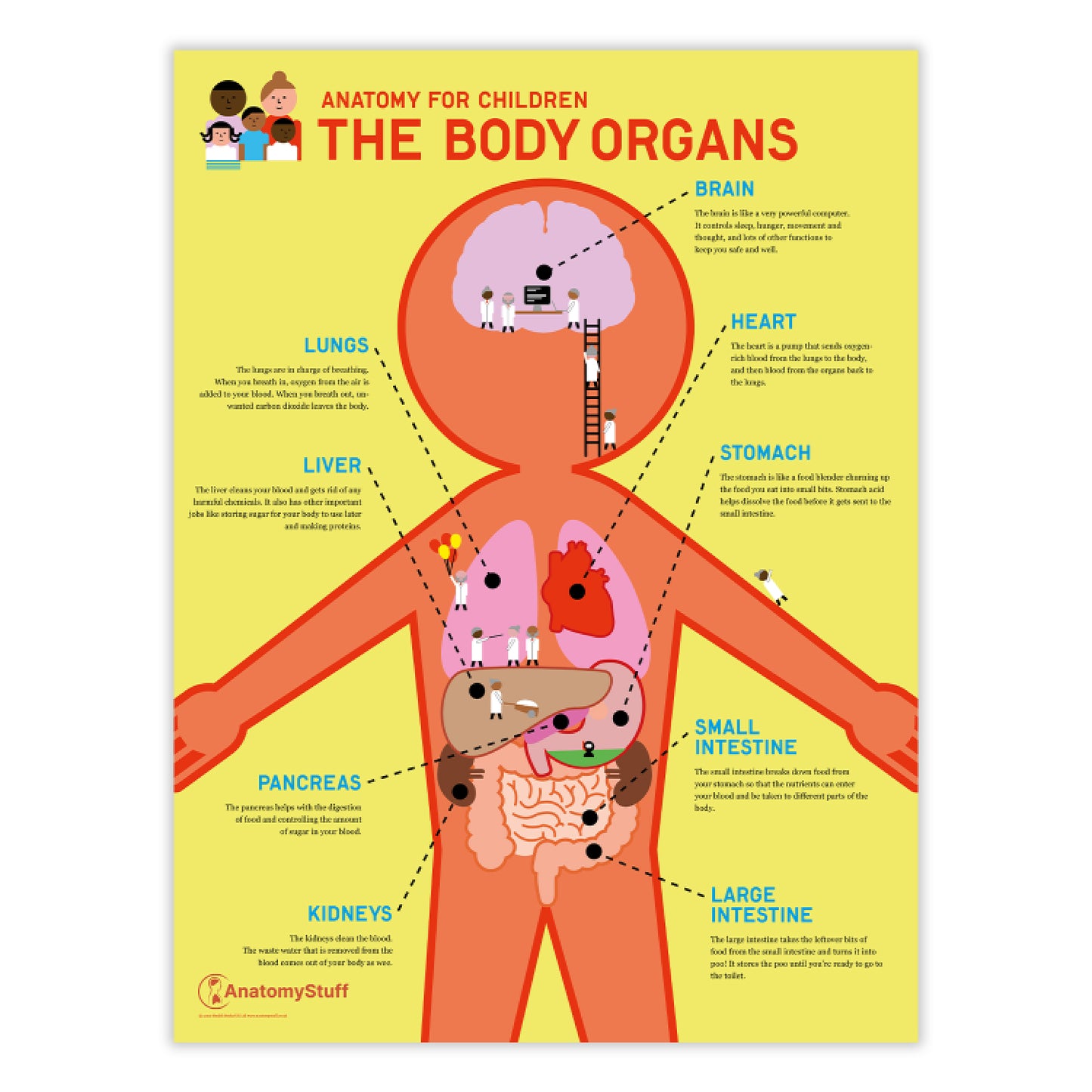 Anatomy for Children: The Body Organs Chart / Poster