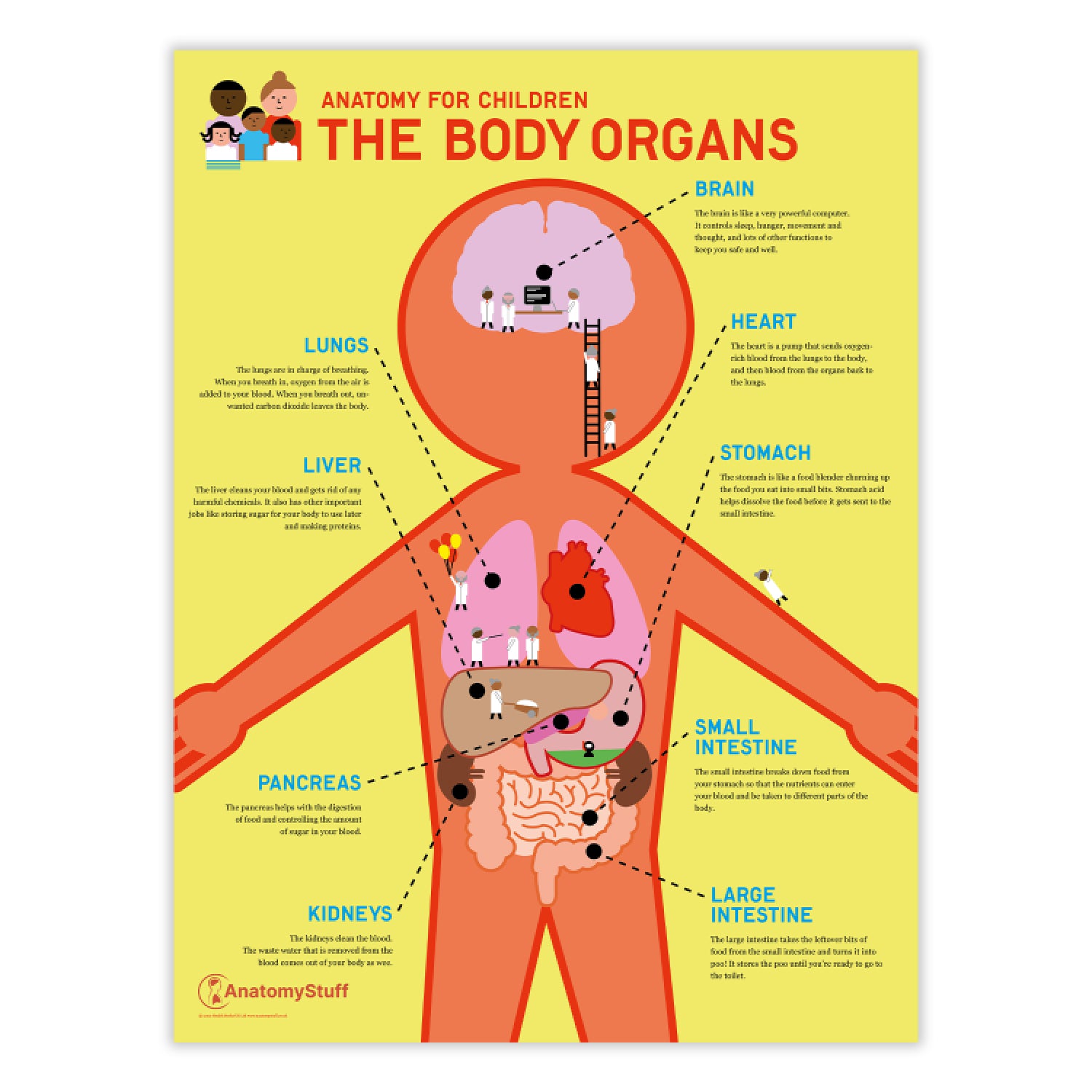 Anatomy for Children: The Body Organs Chart / Poster
