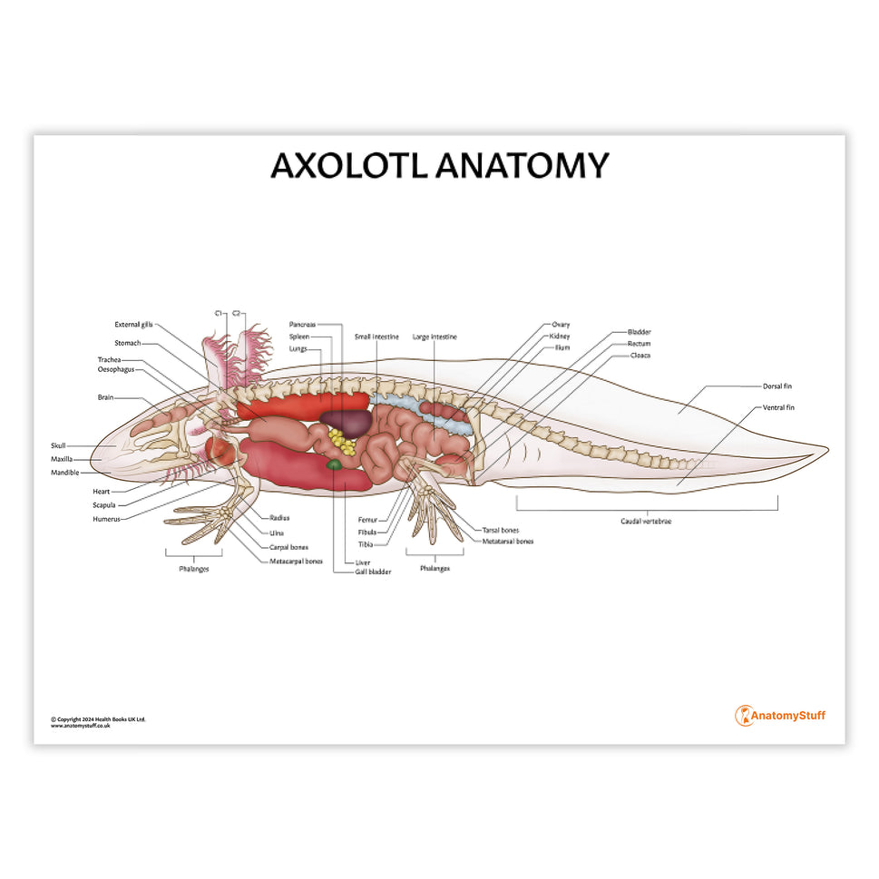 Axolotl Anatomy Chart / Poster
