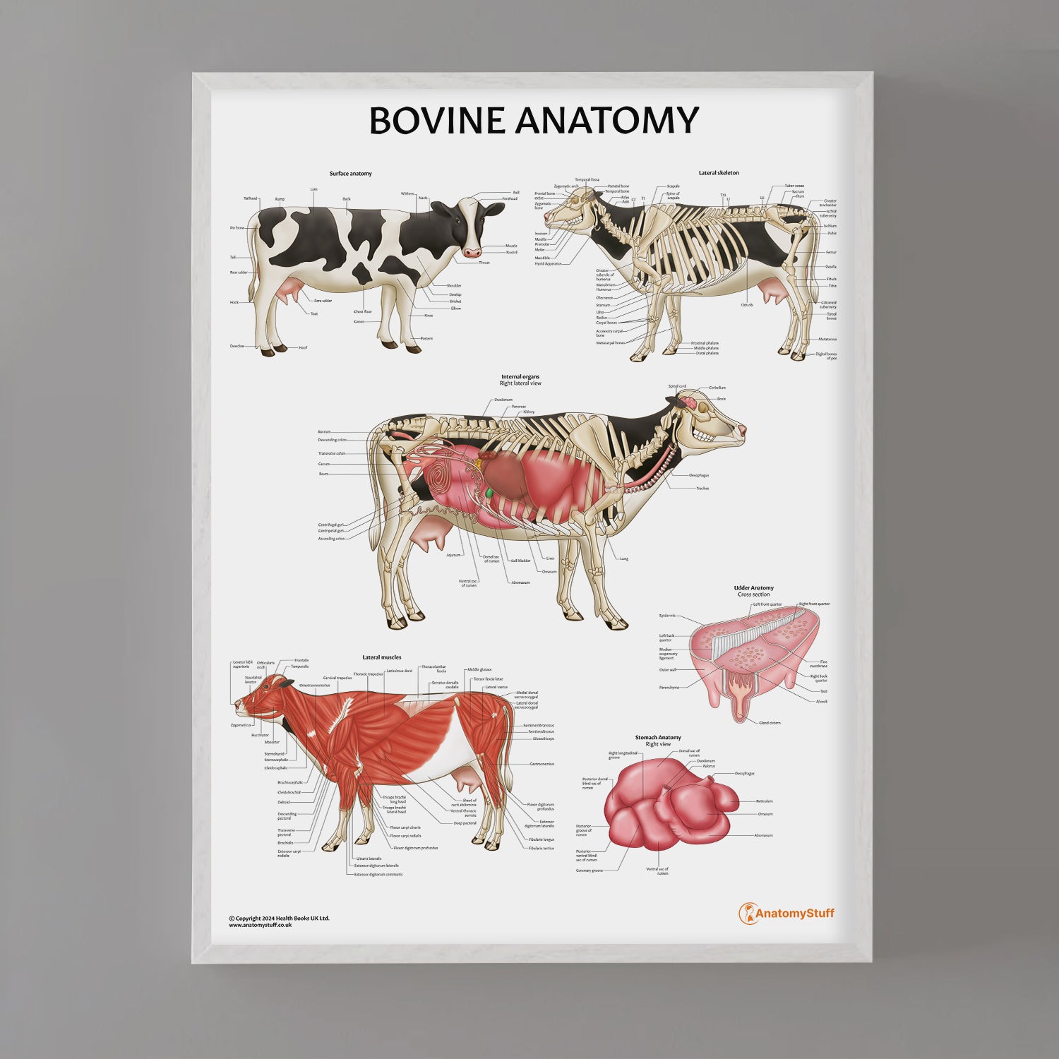 Bovine Anatomy Chart / Poster