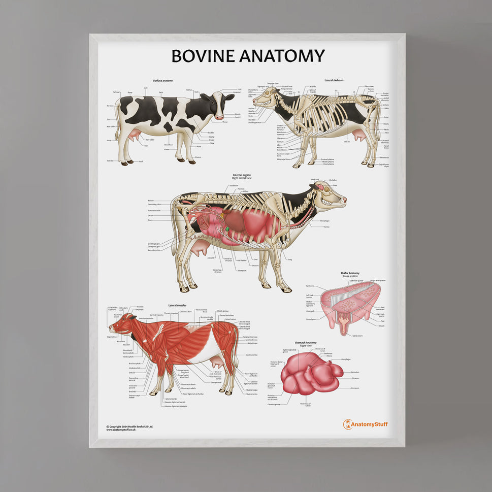 Bovine Anatomy Chart / Poster