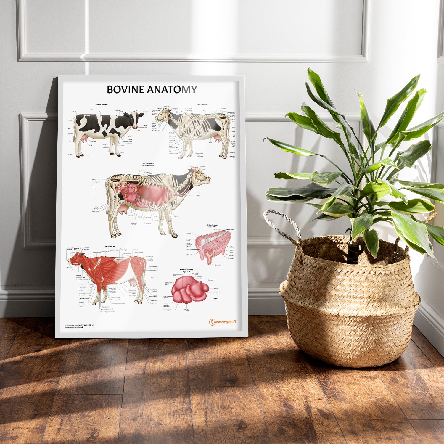 Bovine Anatomy Chart / Poster