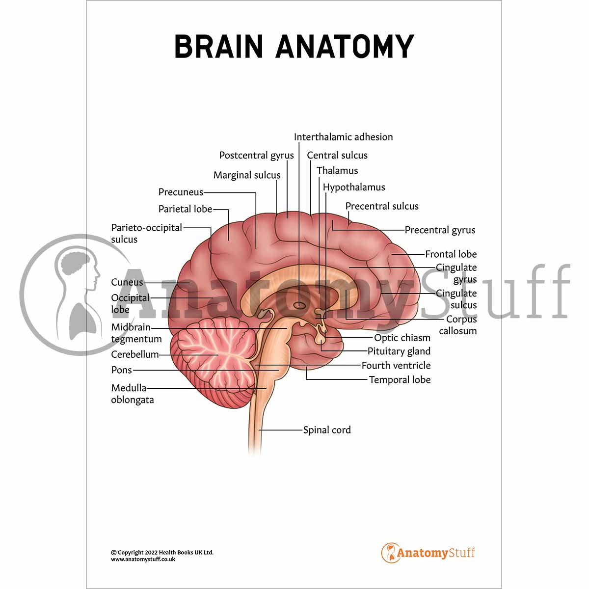Brain Anatomy Poster / Worksheet (Interactive & Printable PDF)