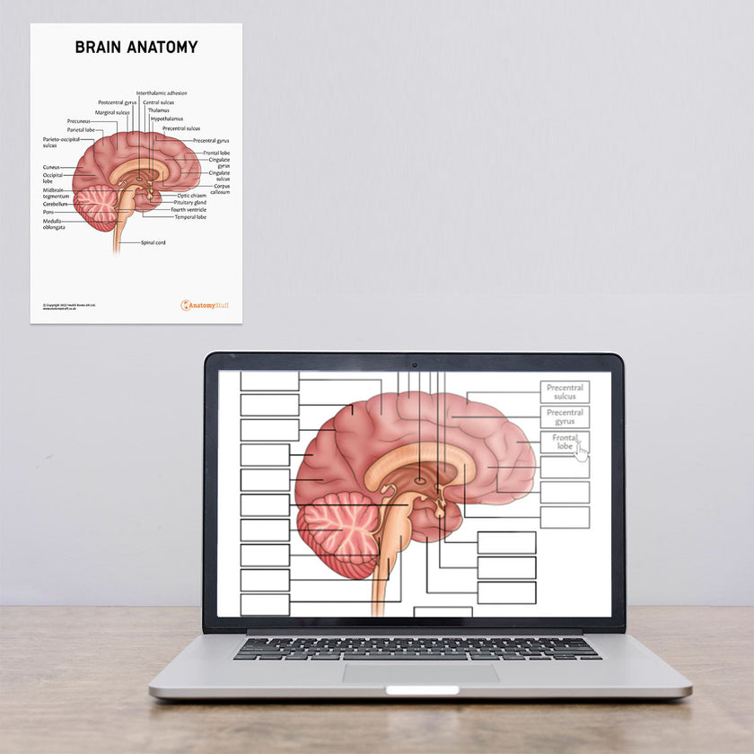 Laptop and Wall Chart Version Of Brain Anatomy Poster / Worksheet – Digital Download