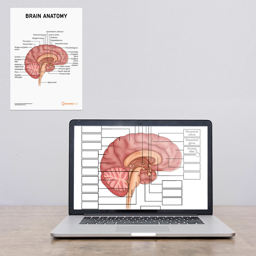 Brain Anatomy Poster / Worksheet (Interactive & Printable PDF)