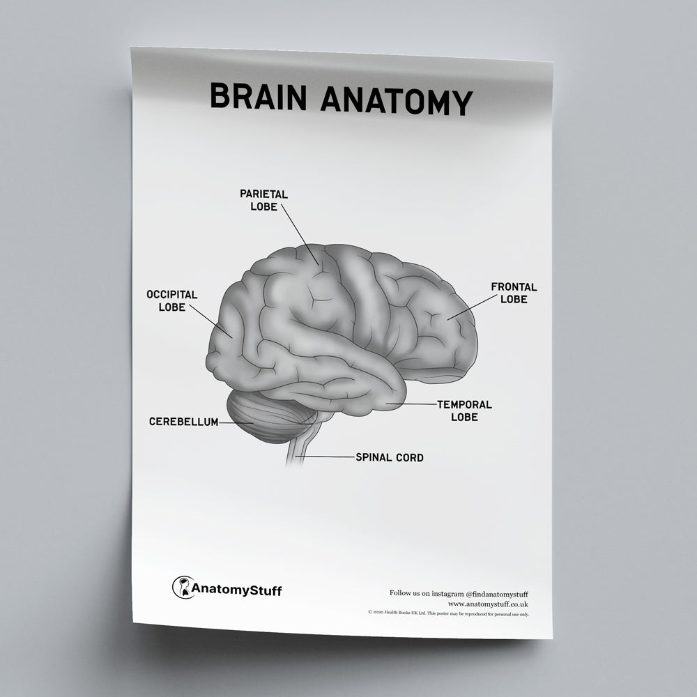 Brain Anatomy Poster PDF