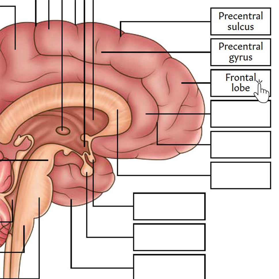 Brain Anatomy Poster / Worksheet (Interactive & Printable PDF)