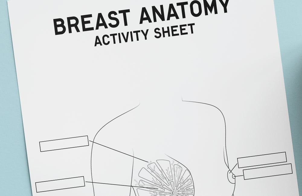Breast Anatomy Activity PDF