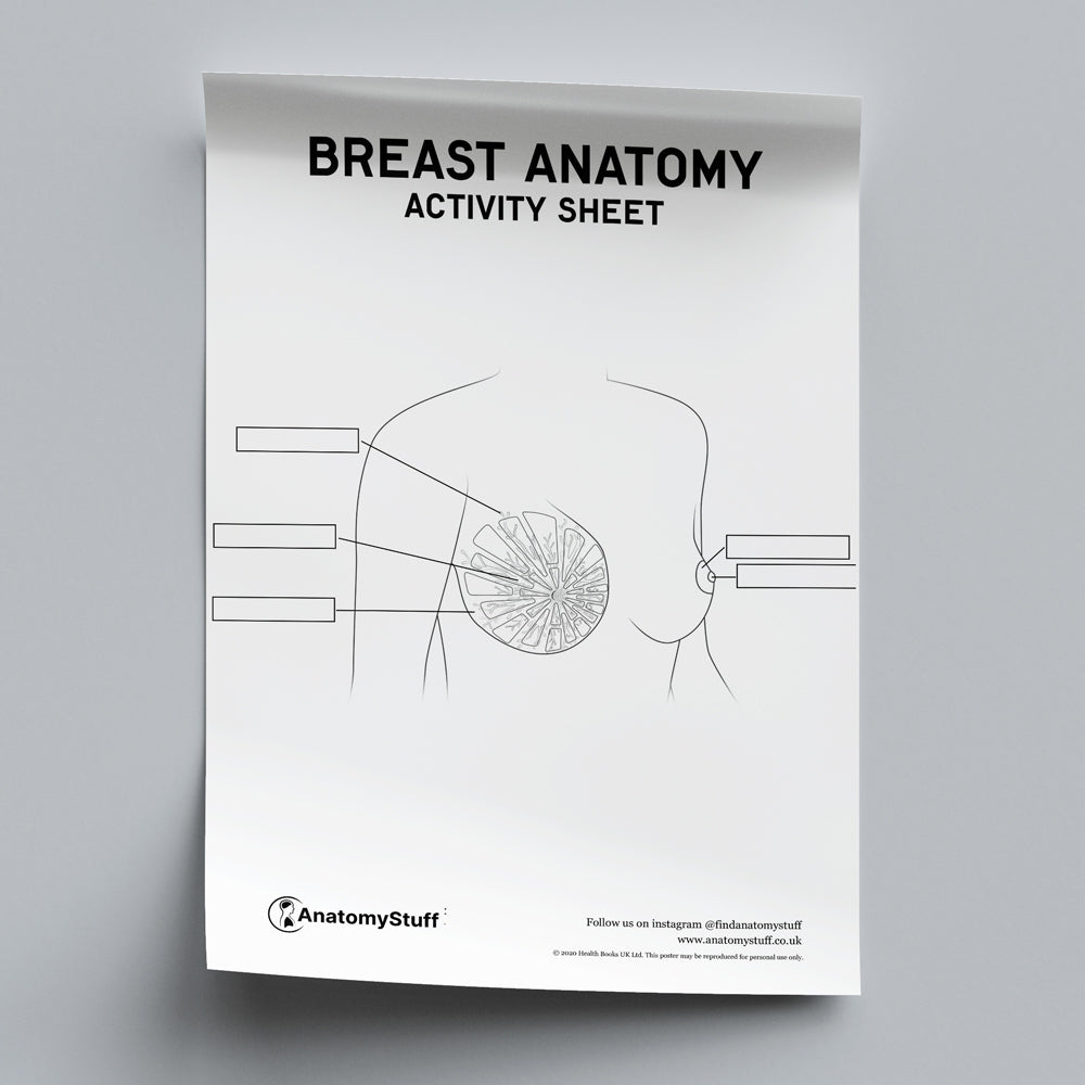 Breast Anatomy Activity Sheet PDF