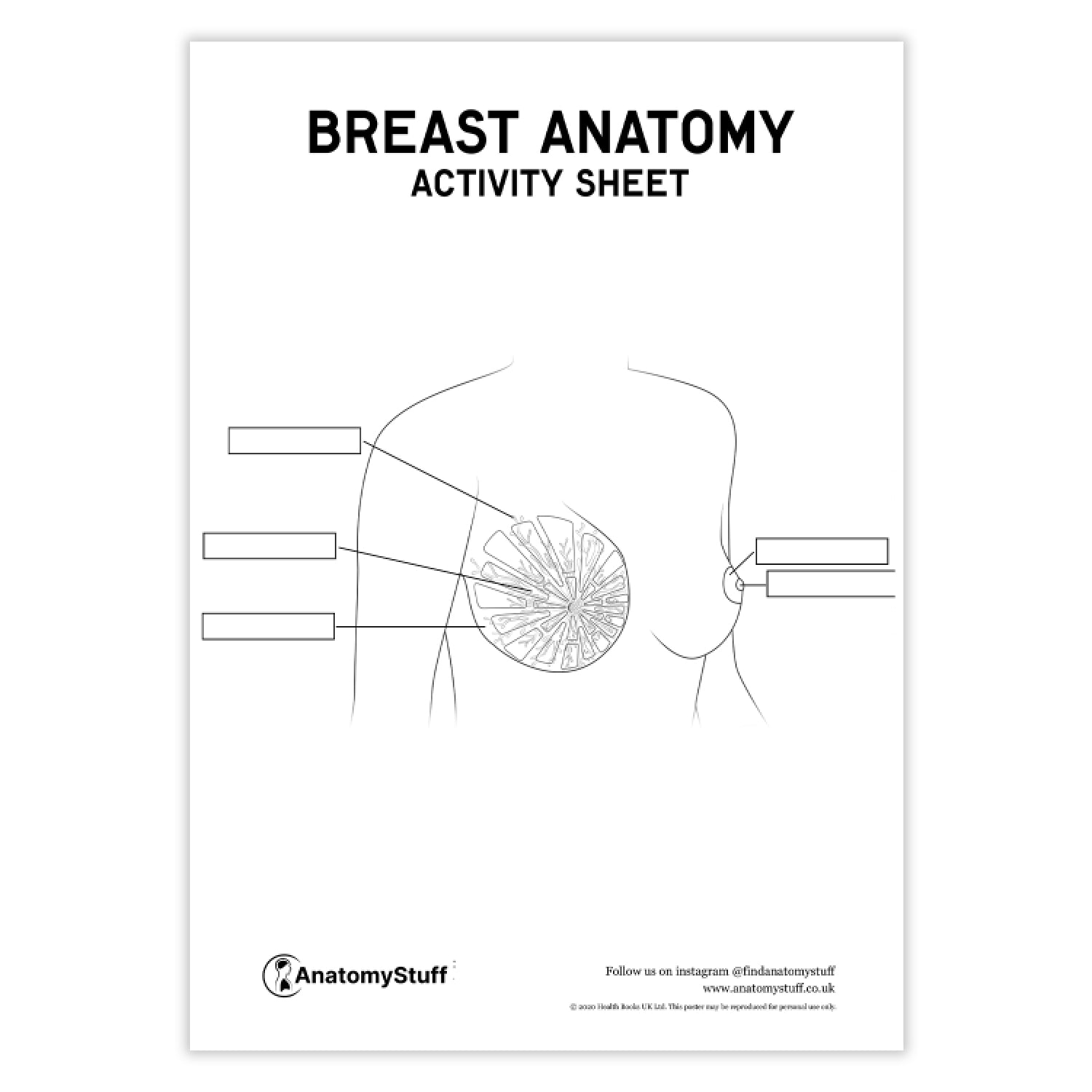 Breast Anatomy Activity Sheet PDF