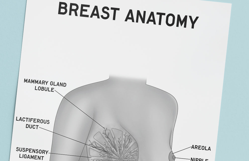 Breast Anatomy Poster PDF