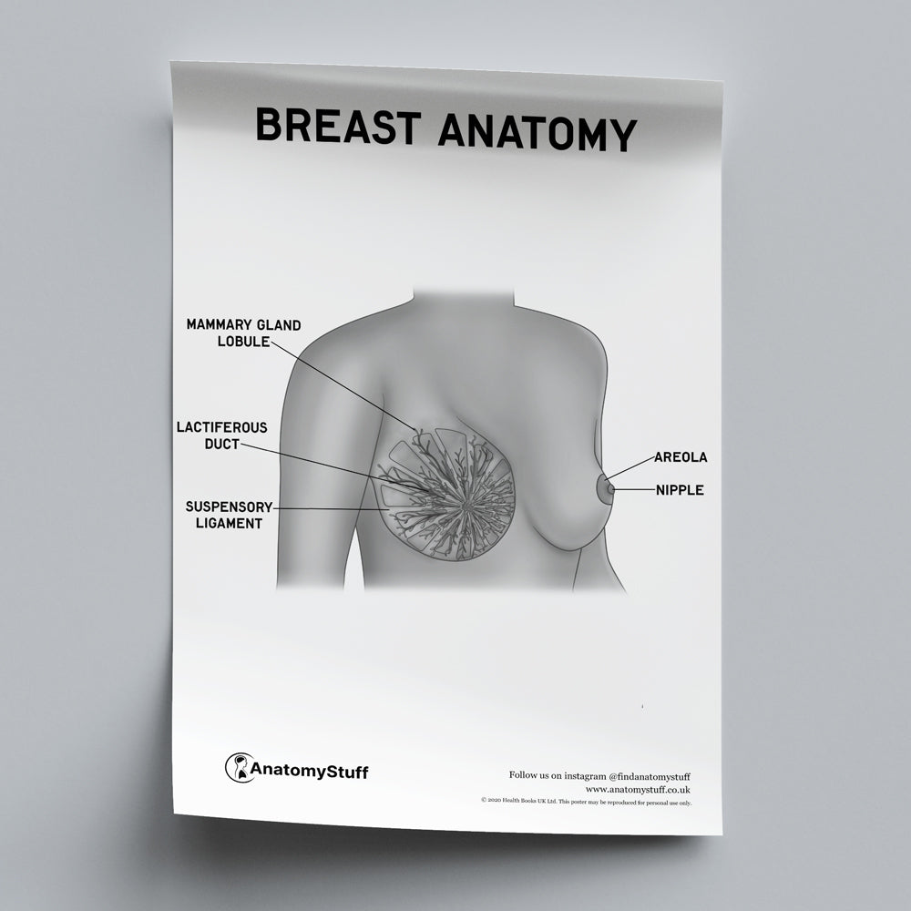 Breast Anatomy Poster PDF