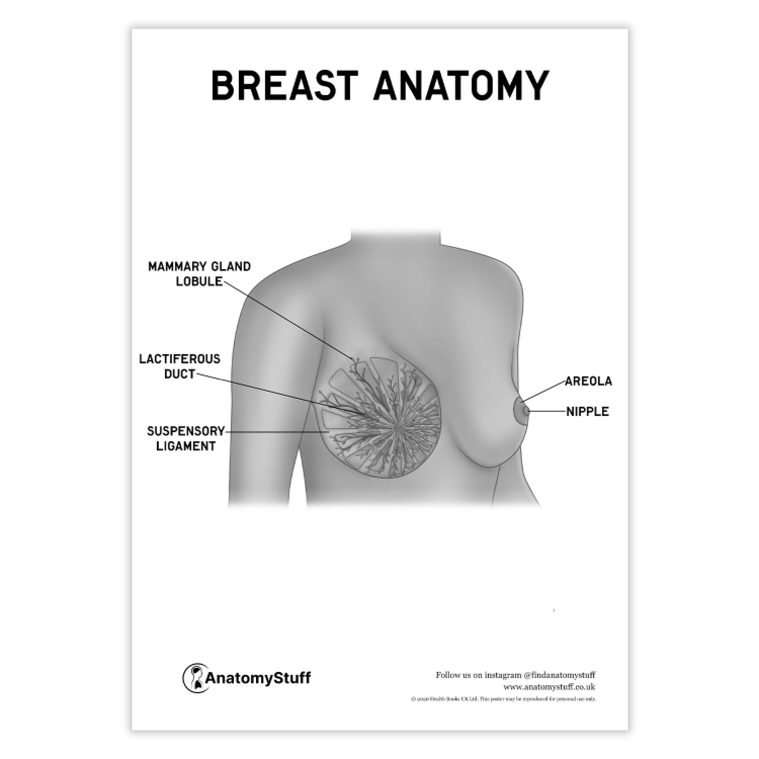 Breast Anatomy Poster PDF