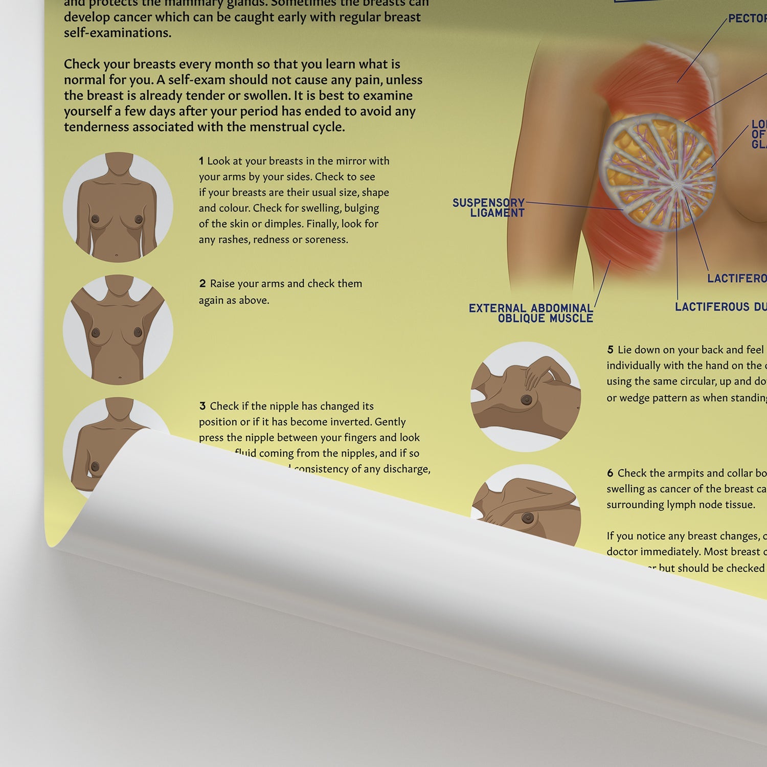How to Perform Breast Self Examination (BSE) Chart / Poster