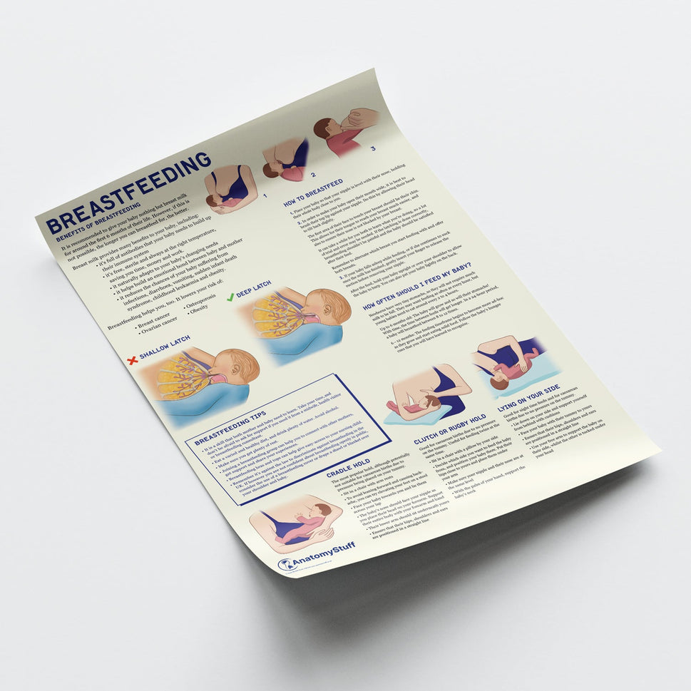 Breastfeeding Chart / Poster