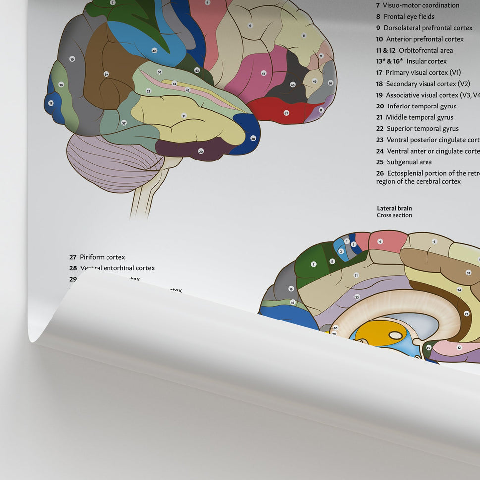 Brodmann Areas of the Brain Chart / Poster