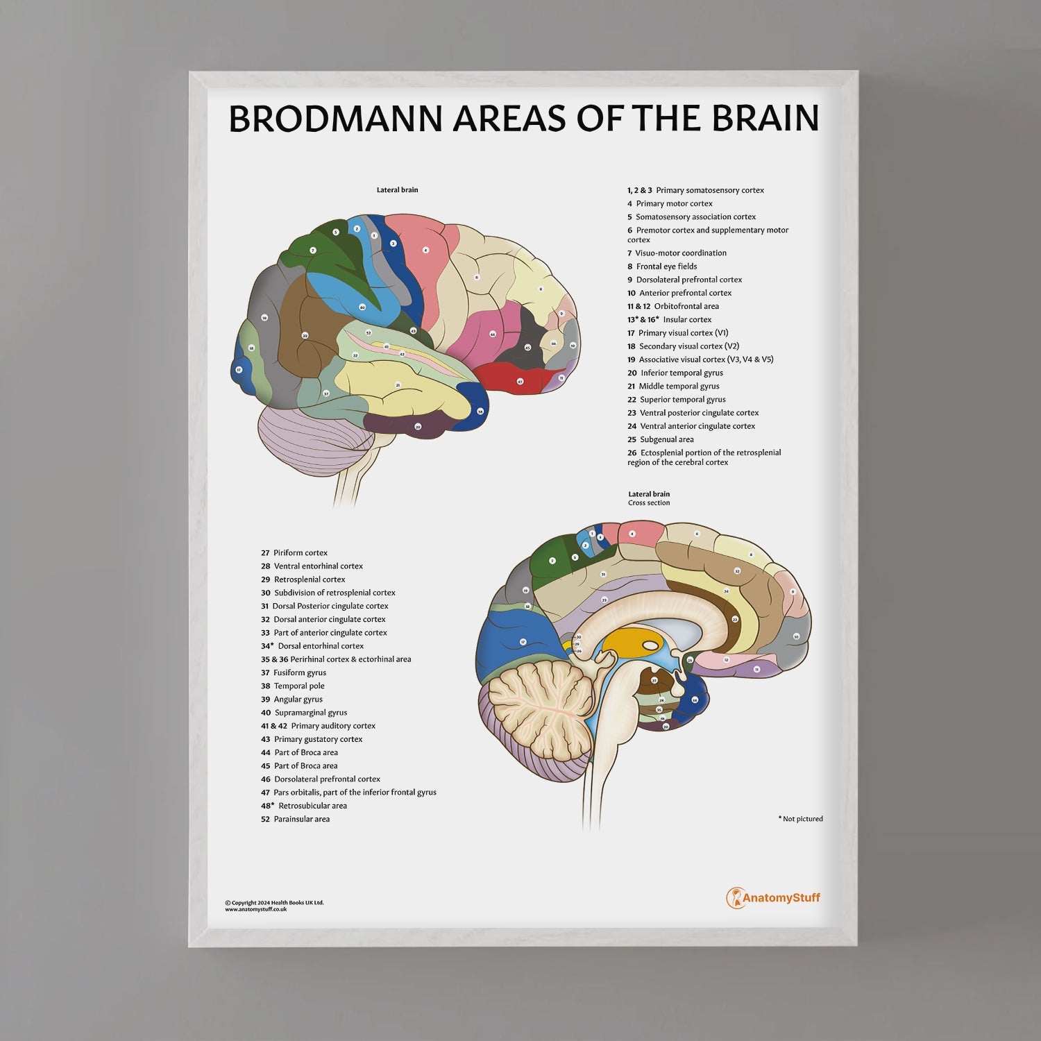 Brodmann Areas of the Brain Chart / Poster