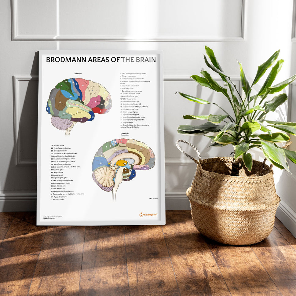 Brodmann Areas of the Brain Chart / Poster
