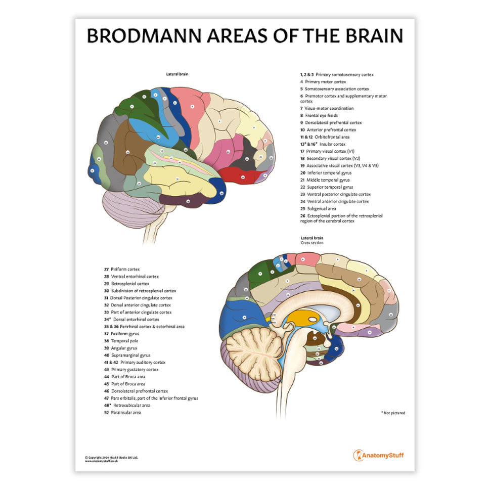 Brodmann Areas of the Brain Chart / Poster