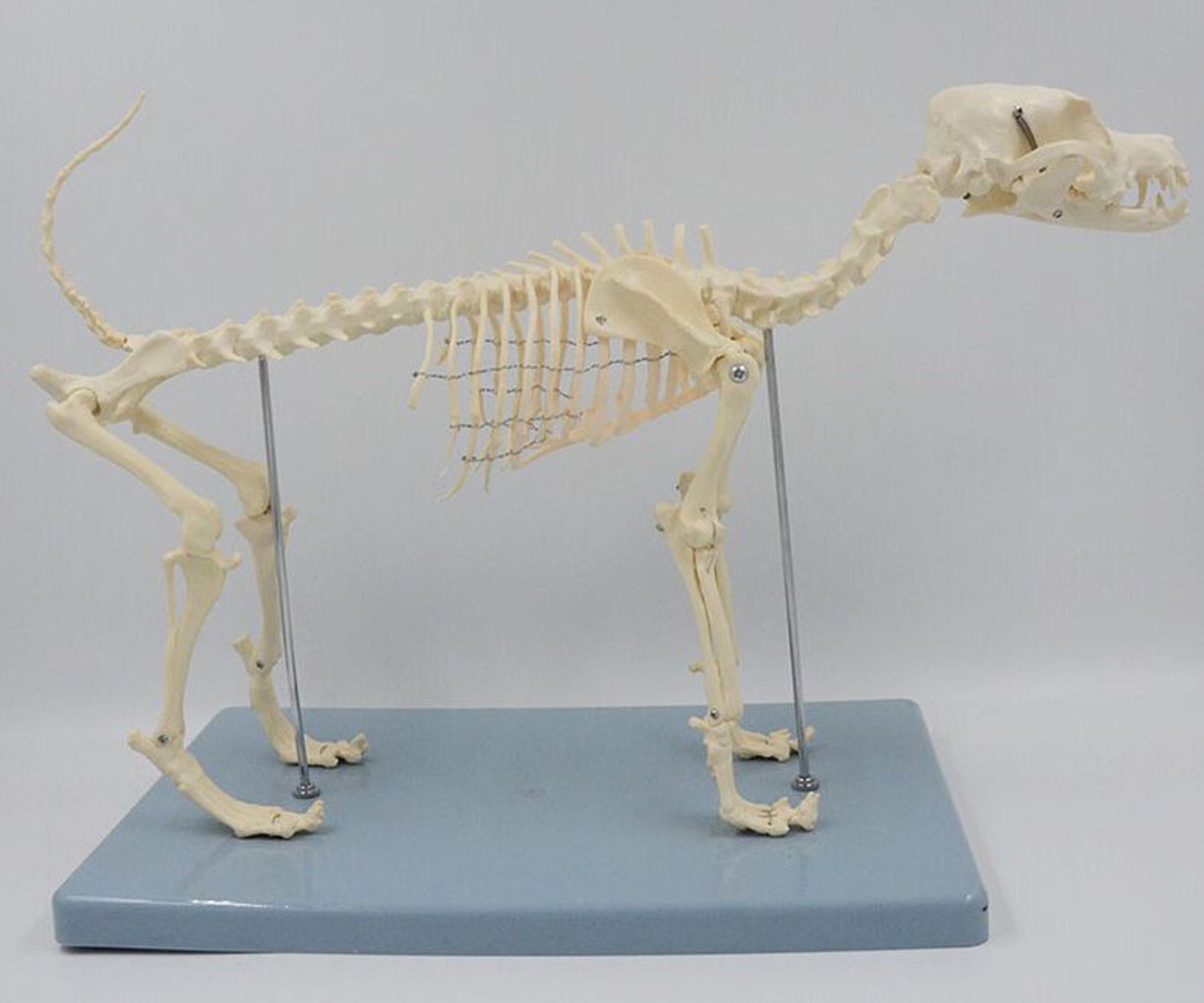 <strong>Budget Canine Skeleton</strong>