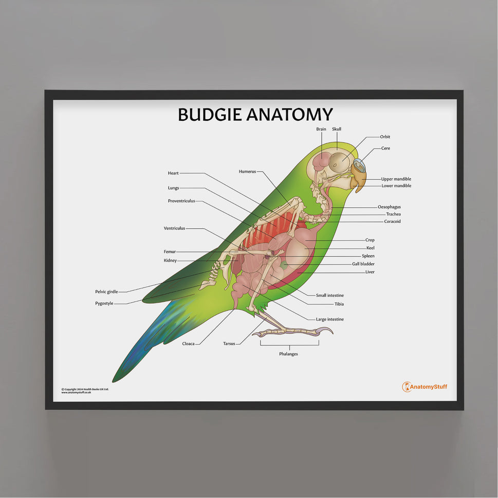 Budgie Anatomy Chart / Poster