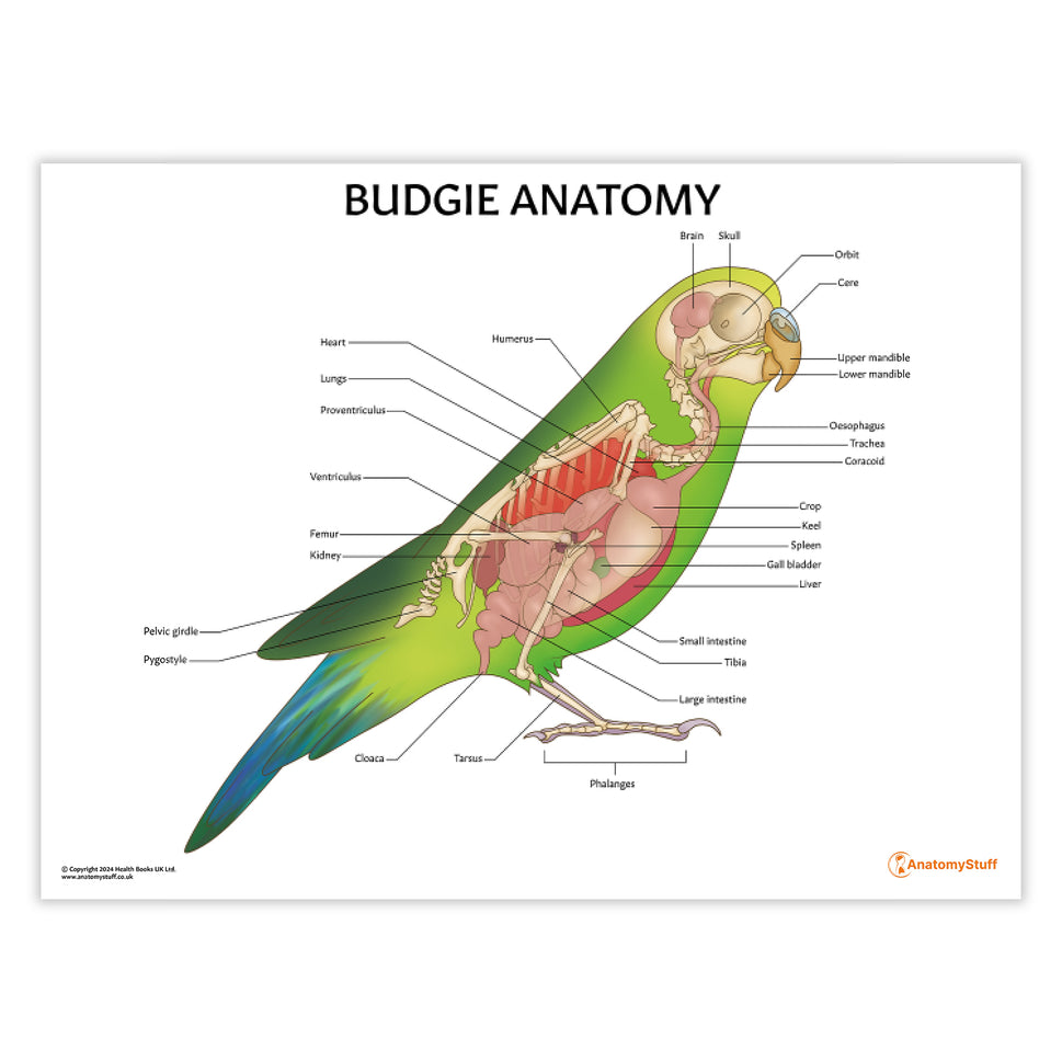 Budgie Anatomy Chart / Poster