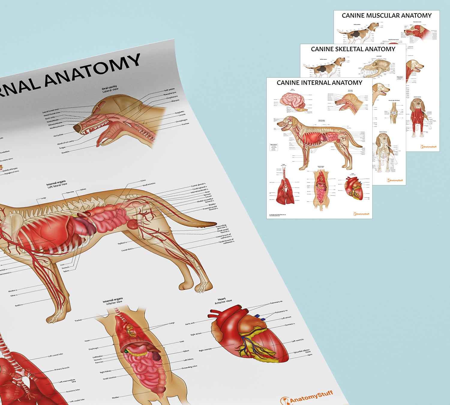 Canine 3 Poster Collection