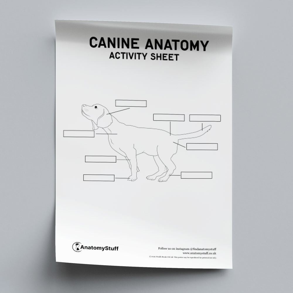 Canine Anatomy Activity Sheet PDF