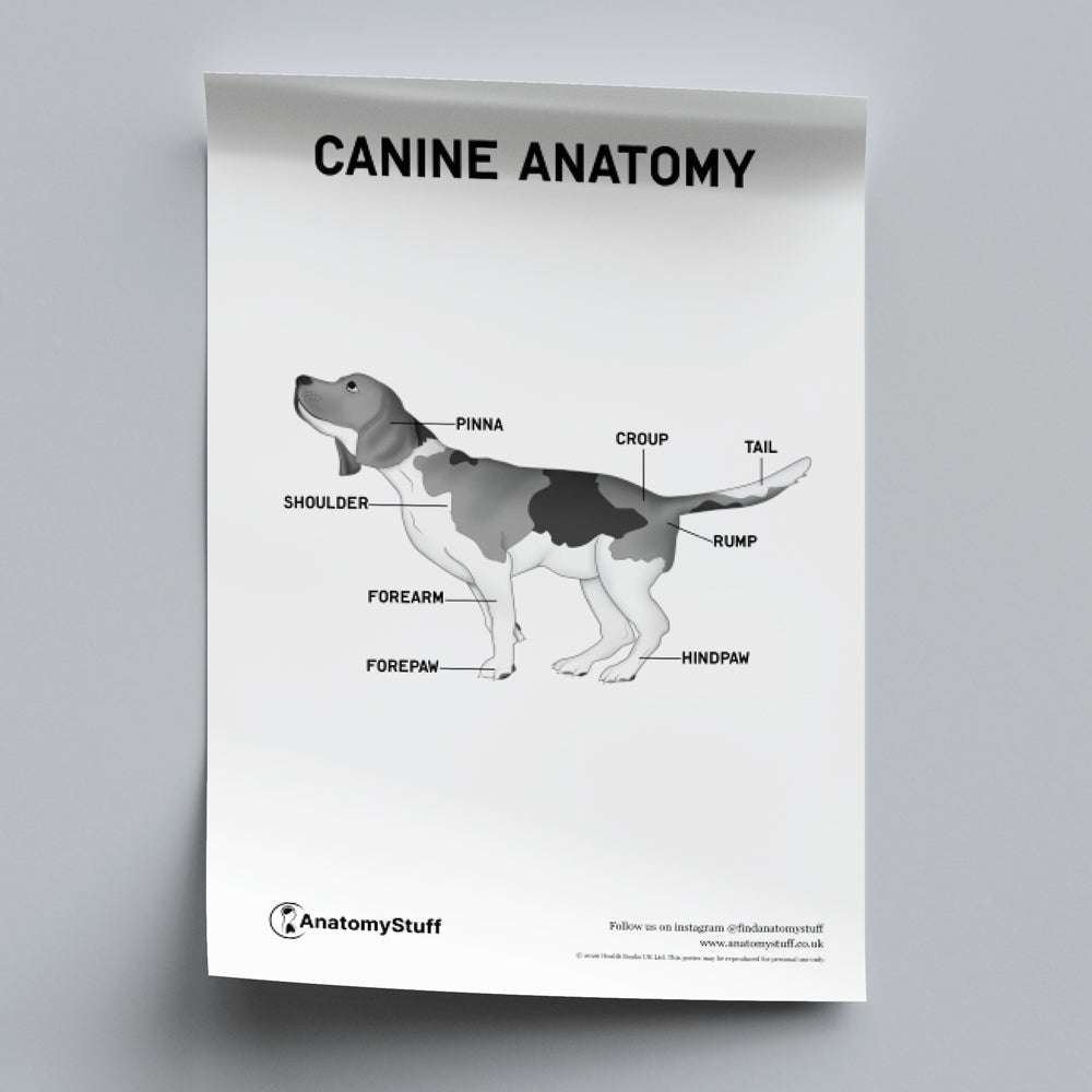 Canine Anatomy Poster PDF