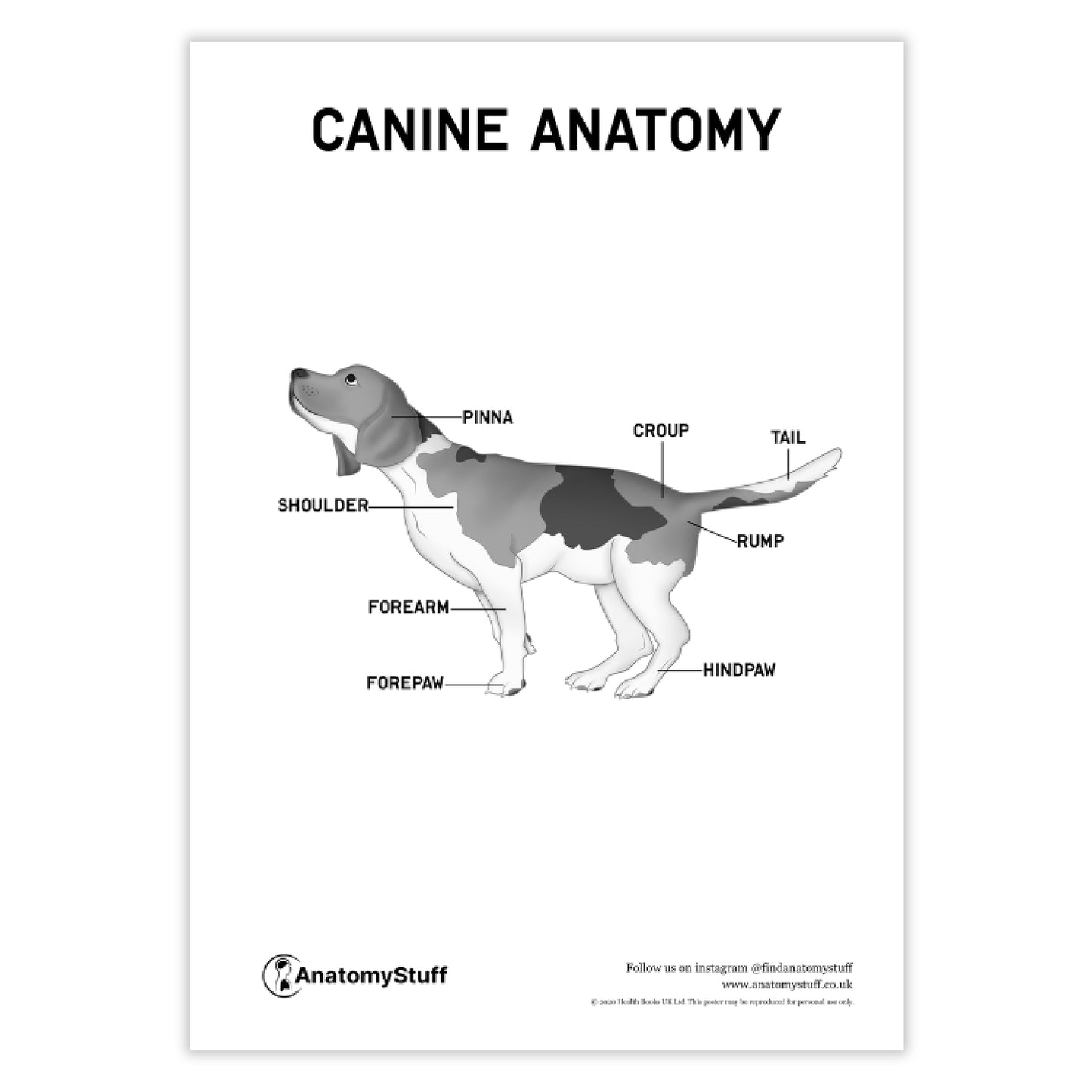 Canine Anatomy Poster PDF