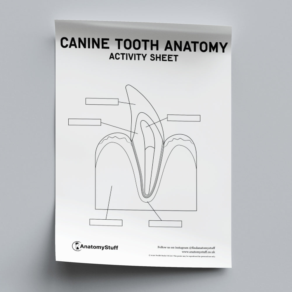 Canine Dental Anatomy Activity Sheet PDF