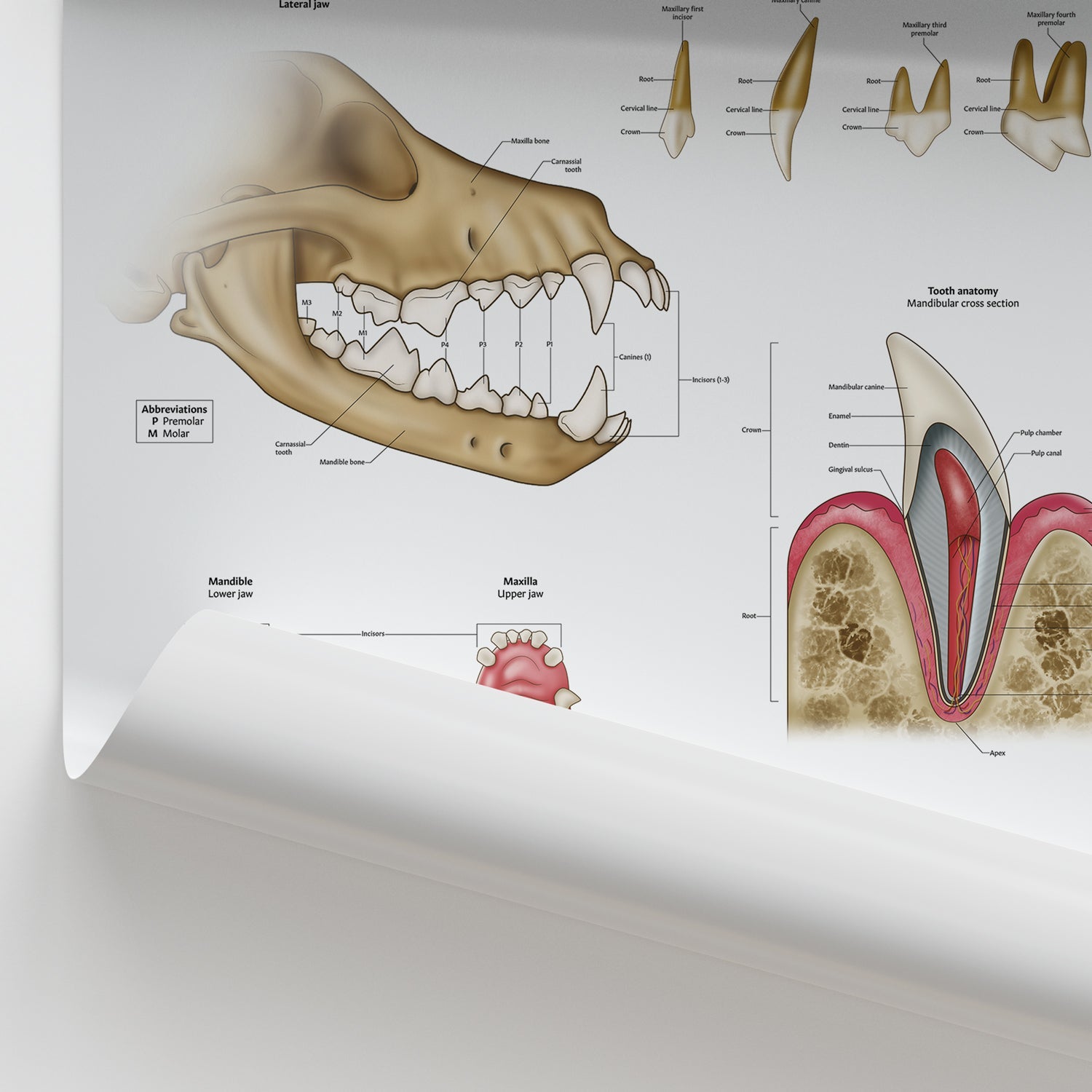 Canine Dental Anatomy Chart / Poster