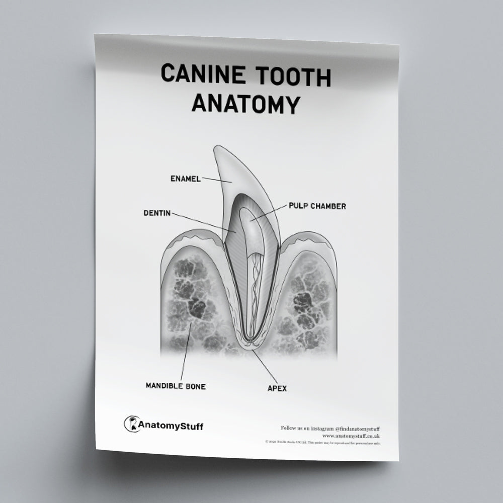Canine Dental Anatomy Poster PDF