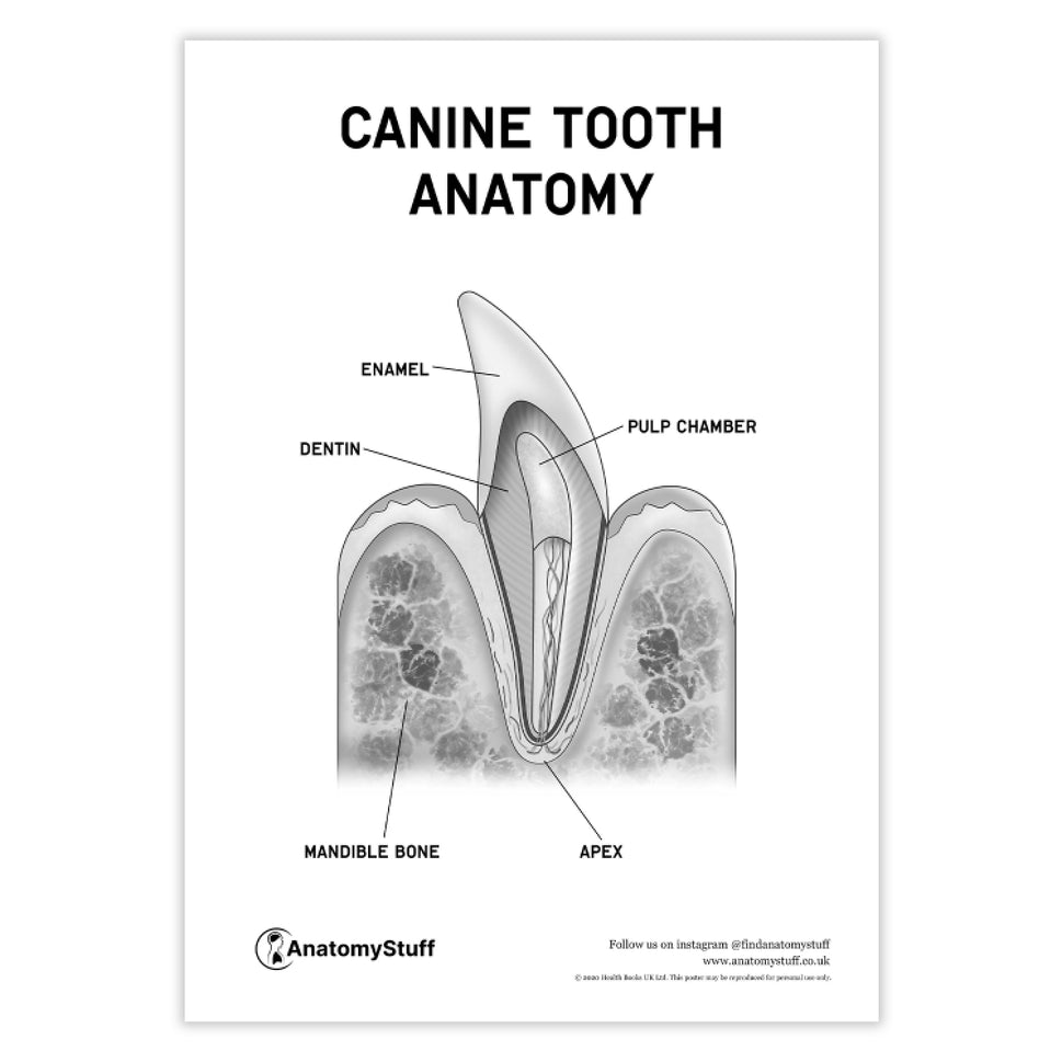 Canine Dental Anatomy Poster PDF