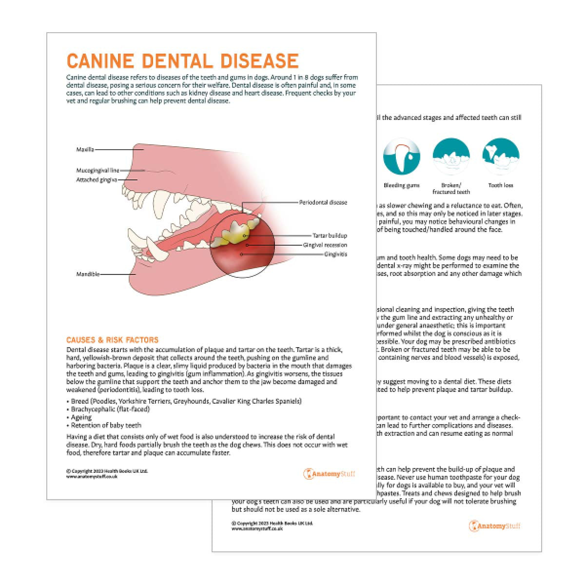 Canine Dental Disease Pet Owner Education Handout (Printable PDF)
