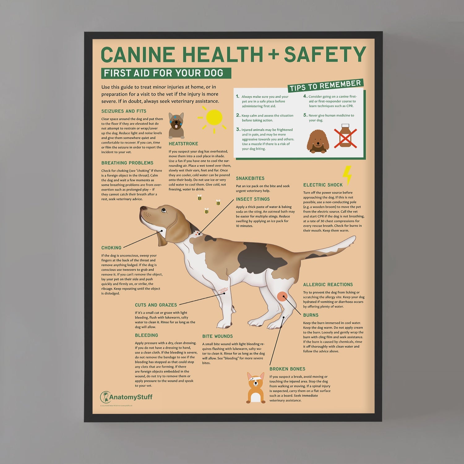 Canine Health & Safety: First Aid for Your Dog Chart / Poster