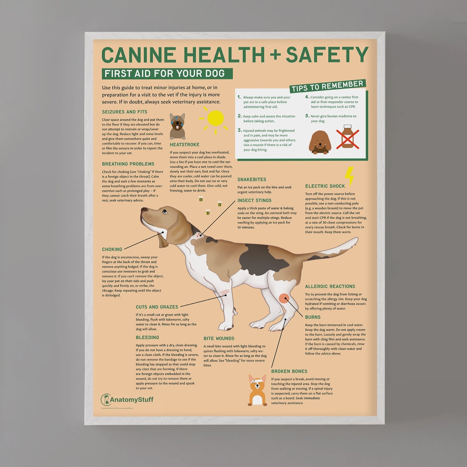 Canine Health & Safety: First Aid for Your Dog Chart / Poster