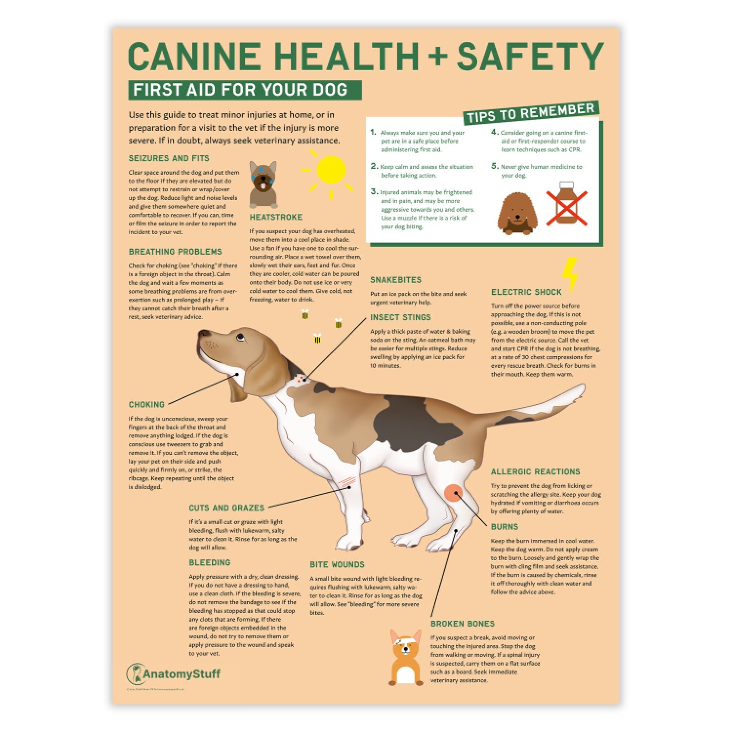 Canine Health & Safety: First Aid for Your Dog Chart / Poster