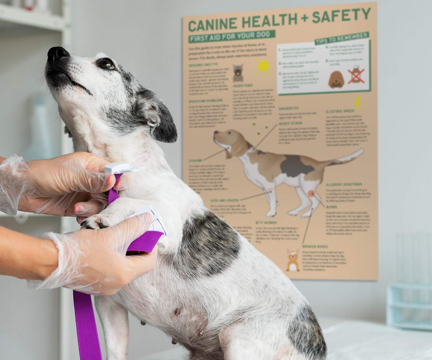 <strong>Canine Health & Safety Collection</strong>