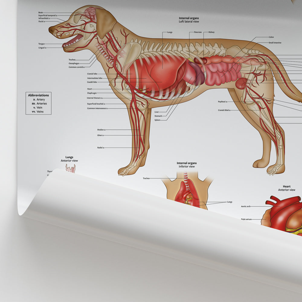 Canine Internal Anatomy Chart / Poster