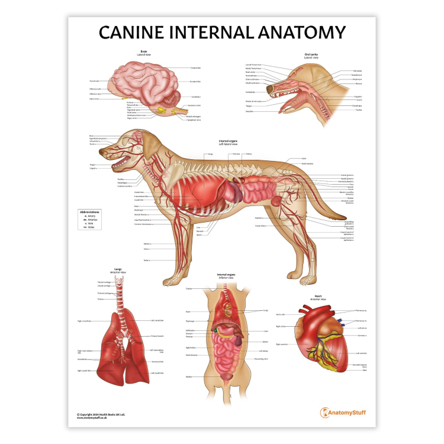 Canine Internal Anatomy Chart / Poster