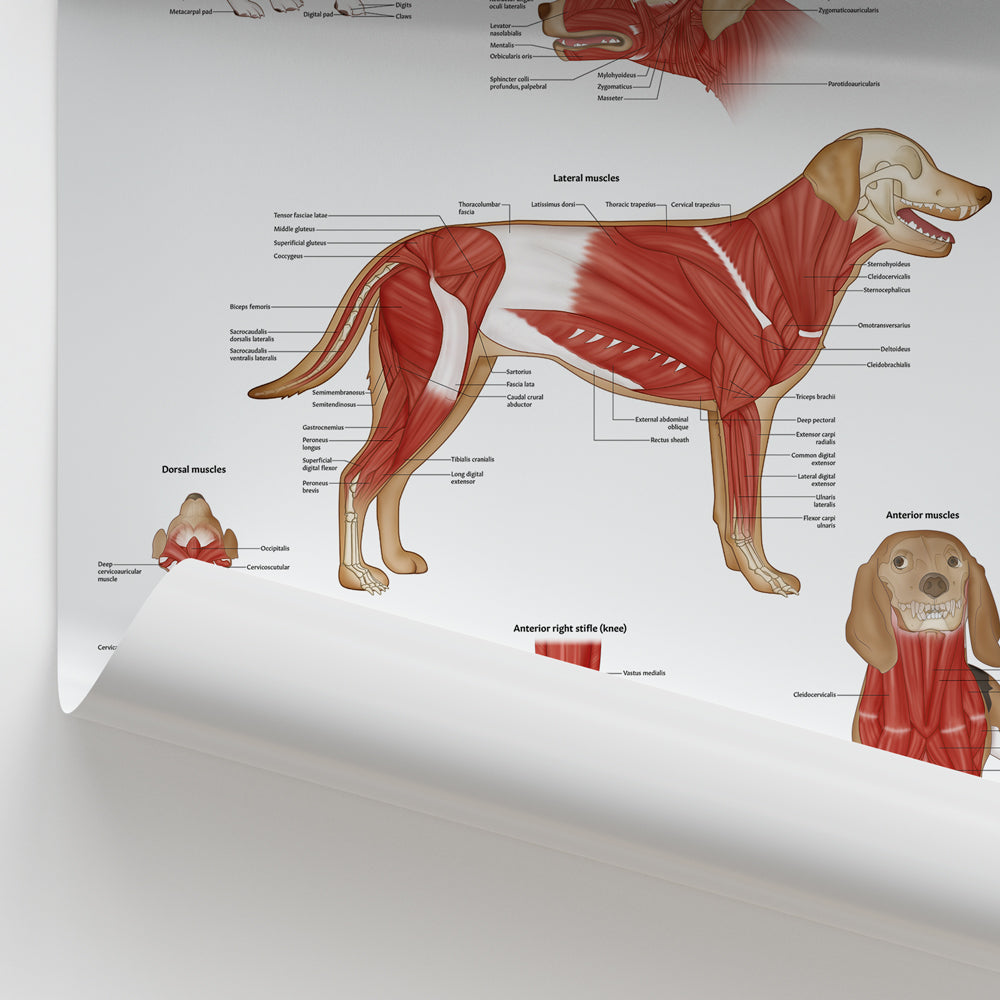 Canine Muscular Anatomy Chart / Poster