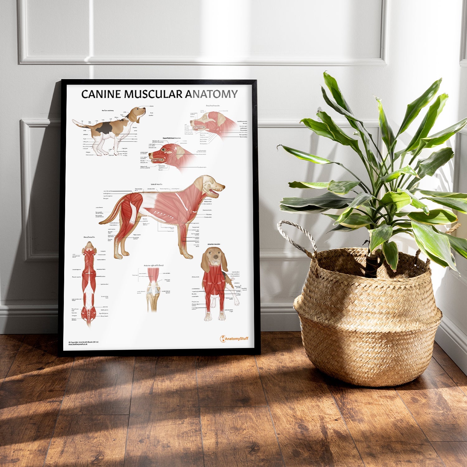 Canine Muscular Anatomy Chart / Poster