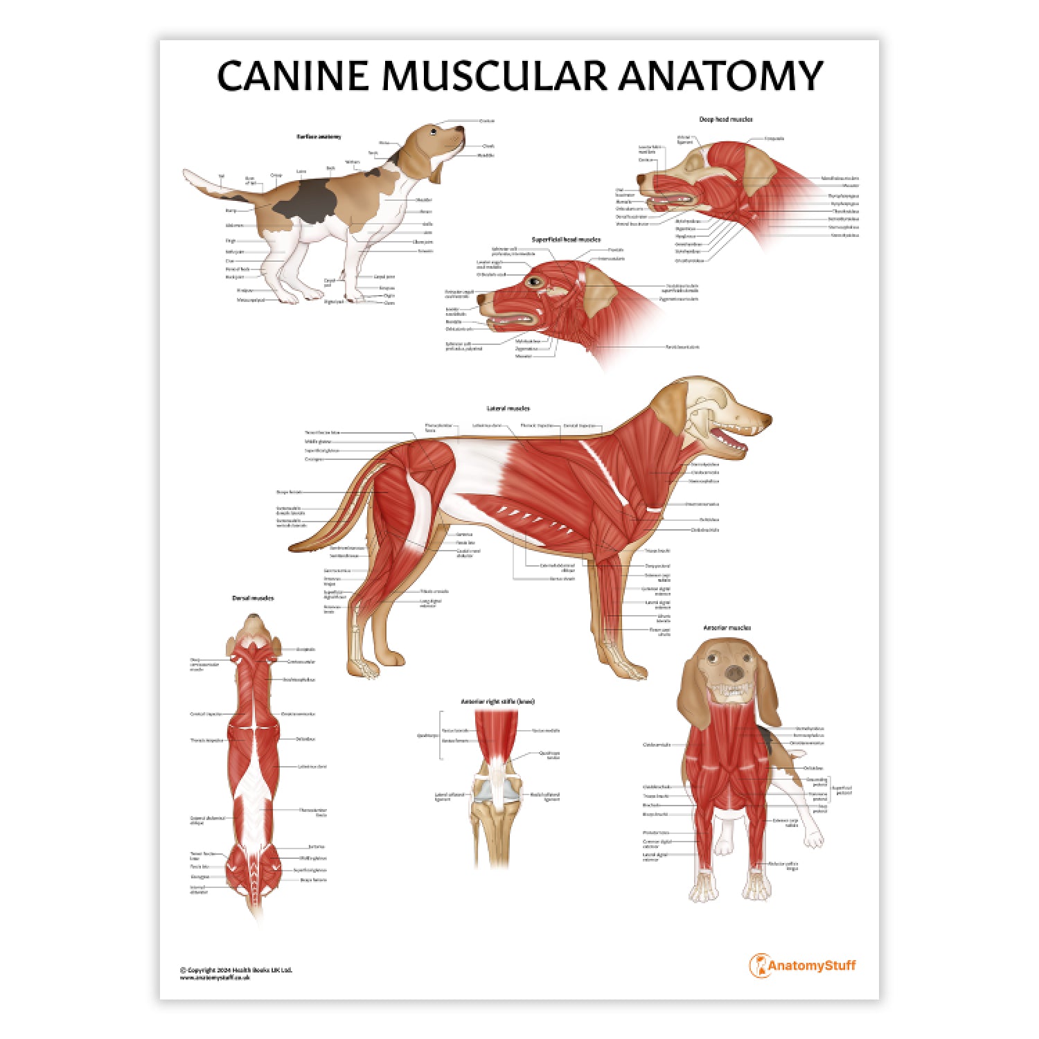 Canine Muscular Anatomy Chart / Poster