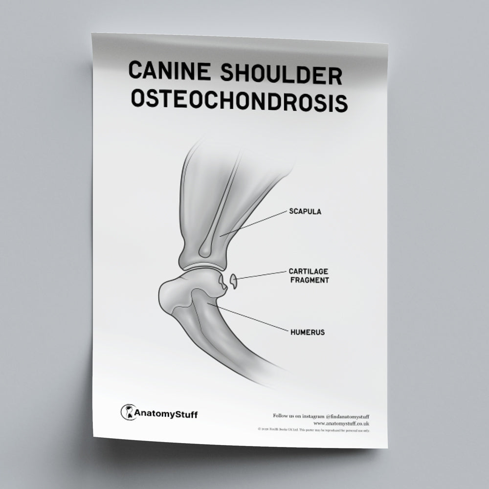 Canine Osteochondrosis Poster PDF